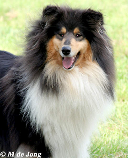 photo collie-online